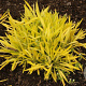 Solidago 'Hiddigeigei' GM P9