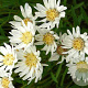 Aster ptarmicoides 'Major' GM P9