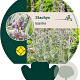 Stachys byzantina GM P9