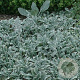 Stachys byzantina 'Silver Carpet' GM P9