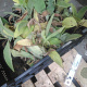 Stachys byzantina 'Silver Carpet' GM P9