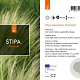 Stipa tenuissima 'Ponytails' GM C5