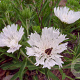 Stokesia laevis 'Träumerei' GM P9