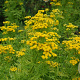 Tanacetum vulgare 'Isla Gold' GM P9