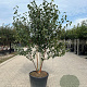 Betula albosin. 'Fascination' 350-400 cm cont. 130L meerstammig