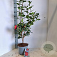 Camellia j. 'Dr King' 60-70 cm 5,0L