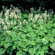 Tiarella cordifolia GM P9