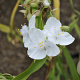Tradescantia (A) 'Danielle' GM P9