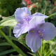 Tradescantia (A) 'Little Doll' GM P9
