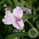 Tradescantia 'Pink Chablis' GM P9