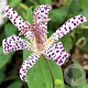 Tricyrtis 'Empress' GM P9