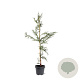 Cryptomeria j. 'Rasen' 80-100 cm 5,0L