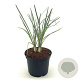 Tulbaghia violacea 'Silver Lace' 25-30 cm 2,0L