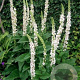 Verbascum nigrum album GM P9