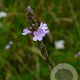 Verbena officinalis GM P9