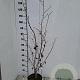 Hamamelis intermedia 60-80 cm 5,0L