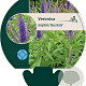 Veronica longif. 'Blauriesin' GM P9