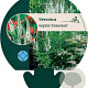 Veronica longif. 'Schneeriesin' GM P9