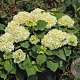 Hydrangea macrophylla 'Duro' 60-80 cm 20L breed