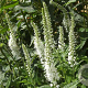 Veronica spic. 'Icicle' GM P9