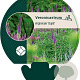 Veronicastrum virg. 'Cupid' GM P9