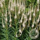 Veronicastrum virg. 'Diana' GM P9