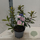Kalmia lat. 'Ginkona' 25-30 cm 4,0L