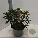 Kalmia lat. 'Kaleidoskop' 25-30 cm 4,0L