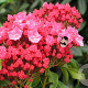 Kalmia lat. 'Kardinal' 25-30 cm 4,0L