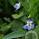 Viola elatior GM P9