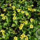 Waldsteinia ternata GM P9
