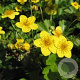 Waldsteinia ternata GM P9