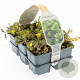 Waldsteinia ternata GM sixpack