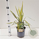 Yucca filamentosa 'Color Guard' 25-30 cm 2,5L