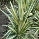 Yucca filamentosa 'Color Guard' GM P9