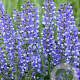 Salvia 'Azure Snow' GM P9