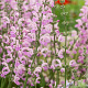 Salvia 'Eveline' GM P9