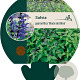 Salvia g. 'Black and Blue' GM P9