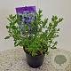 Salvia micr. 'Blue Monrovia' 30-40 cm 2,0L