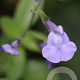 Salvia micr. 'Delice Aquamarine' GM P9