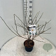 Magnolia stellata 40-50 cm 5,0L