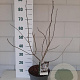 Magnolia stellata 40-50 cm 5,0L