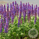 Salvia nem. 'Ostfriesland' GM P9