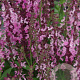Salvia nem. S. Medium Deep Rose GM P9