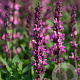 Salvia n. Synchro Pink GM P9