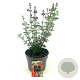 Salvia 'Royal Bumble' GM 2,0L