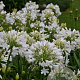 Agapanthus Everpanthus Ever White 20-25 cm 2,0L