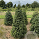 Picea omorika 150-175 cm draadkluit