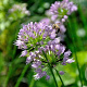 Allium Avatar GM P9