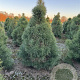 Pinus sylvestris 125-150 cm draadkluit